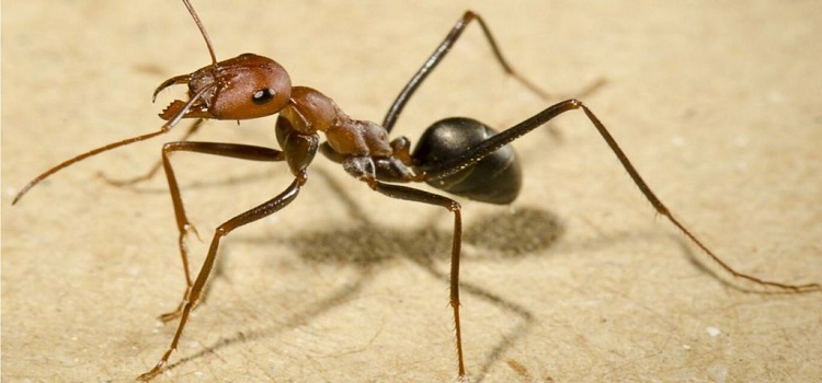 Ants Control Randwick
