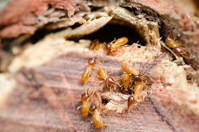 dry wood termites